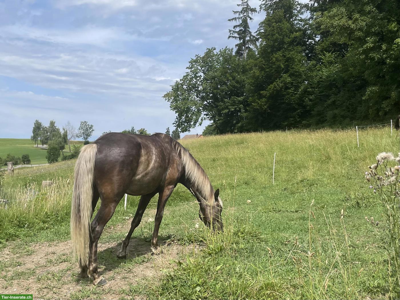 Offenstallplatz gesucht für Wallach, Umkreis Hittnau ZH
