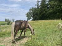 Offenstallplatz gesucht für Wallach, Umkreis Hittnau ZH