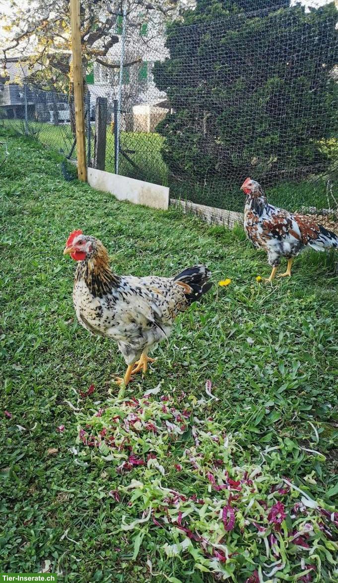 GRATIS: 2 junge Hähne (Schwedisches Blumenhuhn)