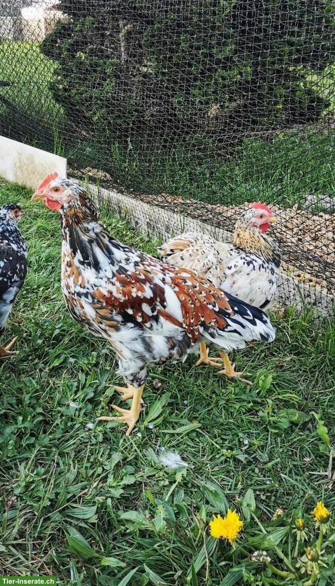 Bild 2: GRATIS: 2 junge Hähne (Schwedisches Blumenhuhn)