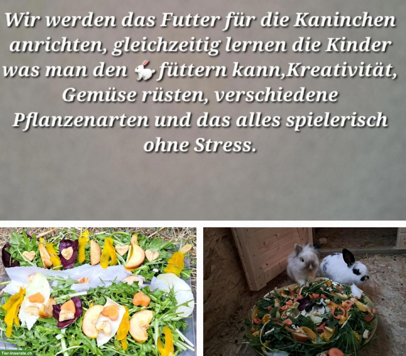 Bild 2: Erlebnisnachmittag Zwergkaninchen, Löwenkopf, Zwergwidder