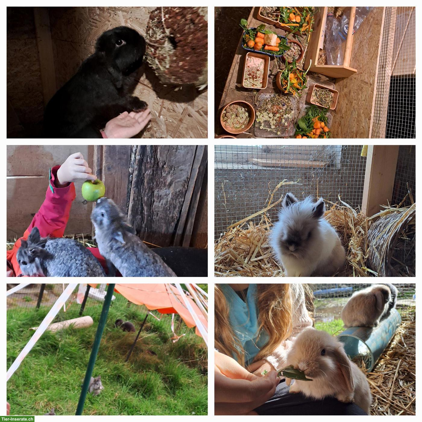 Bild 3: Erlebnisnachmittag Zwergkaninchen, Löwenkopf, Zwergwidder