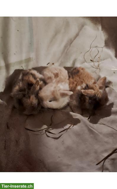 Bild 4: Erlebnisnachmittag Zwergkaninchen, Löwenkopf, Zwergwidder