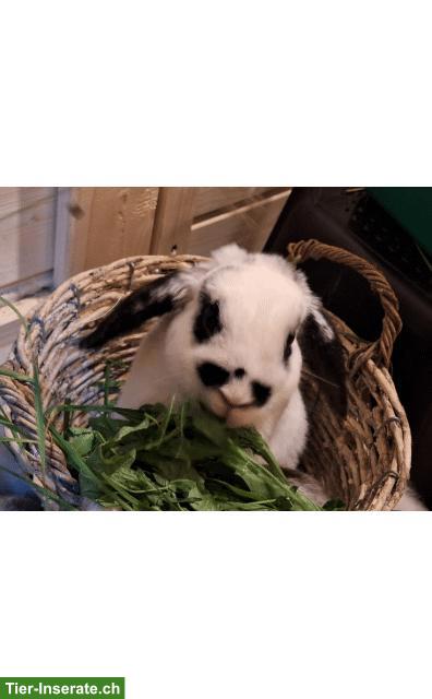 Bild 6: Erlebnisnachmittag Zwergkaninchen, Löwenkopf, Zwergwidder