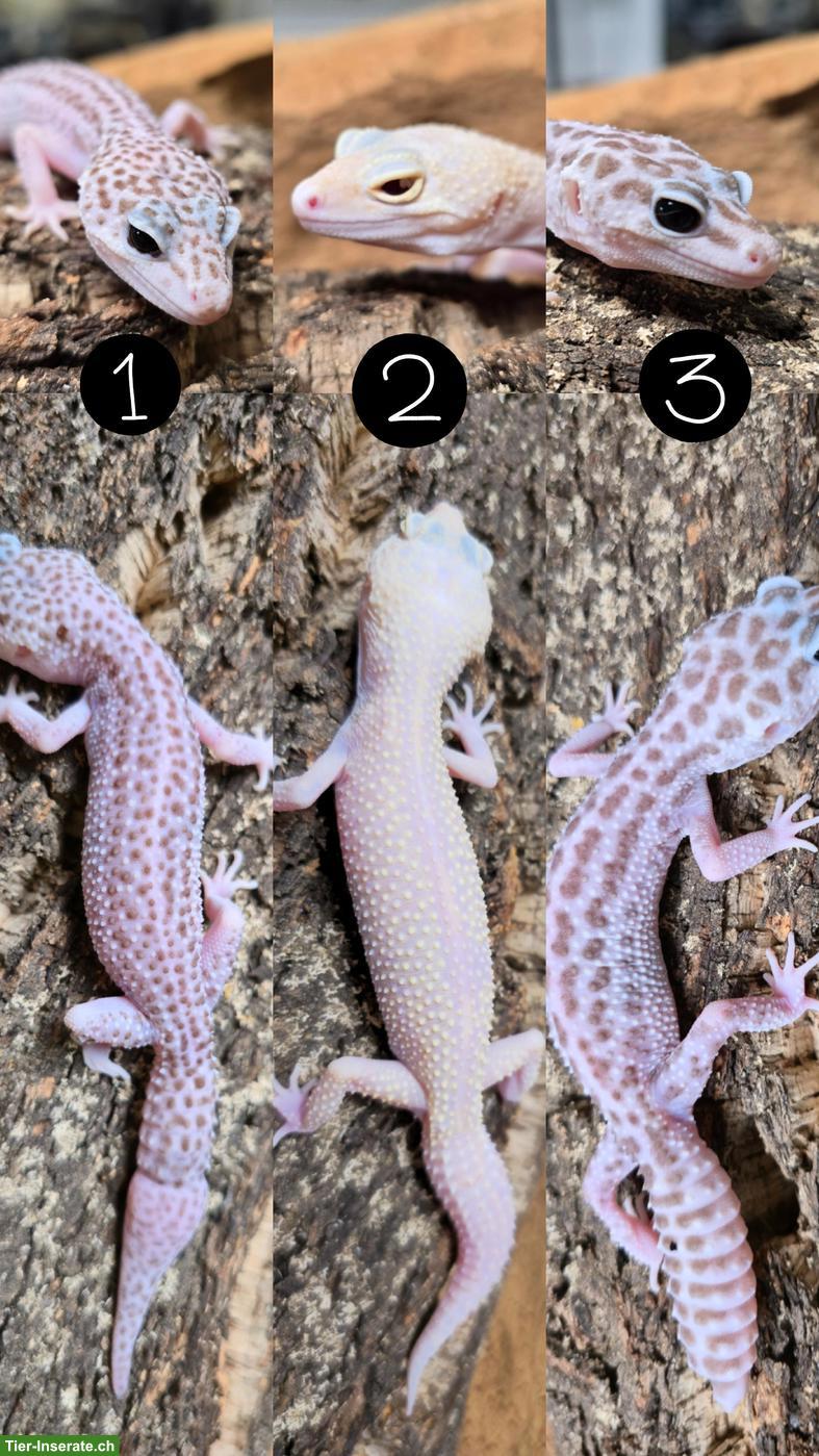 Wunderschöne Leopardgeckos aus Zucht