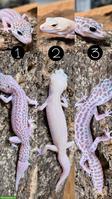 Wunderschöne Leopardgeckos aus Zucht