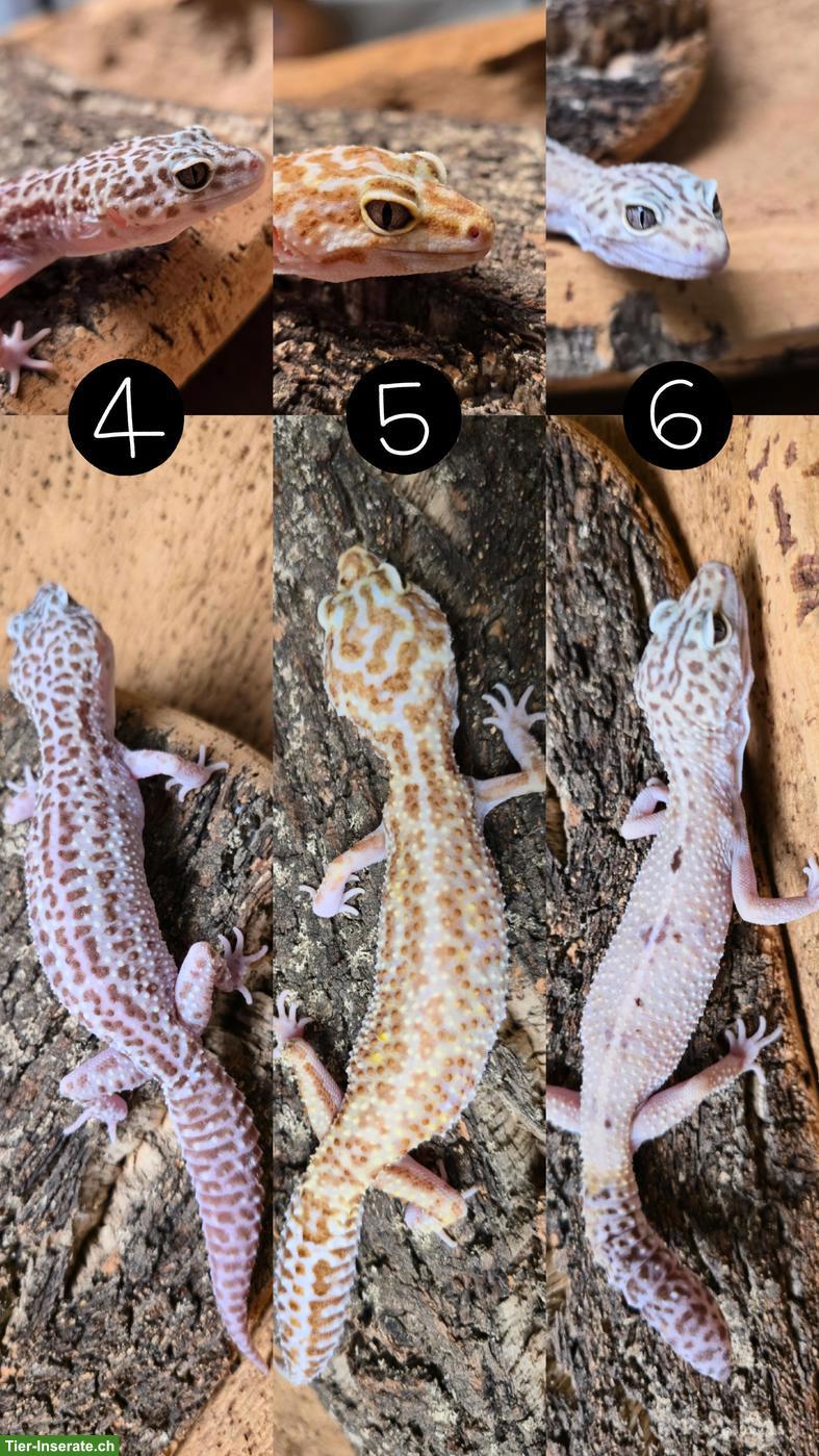 Bild 2: Wunderschöne Leopardgeckos aus Zucht