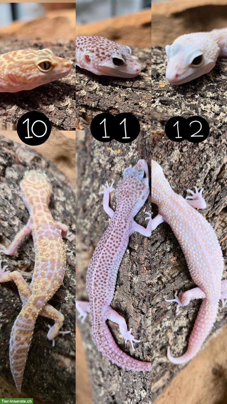 Bild 4: Wunderschöne Leopardgeckos aus Zucht