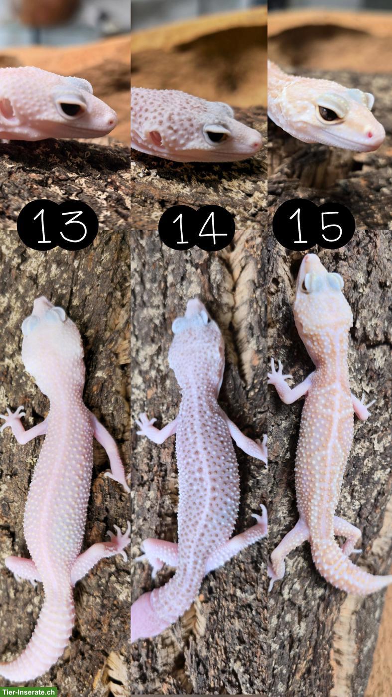 Bild 5: Wunderschöne Leopardgeckos aus Zucht