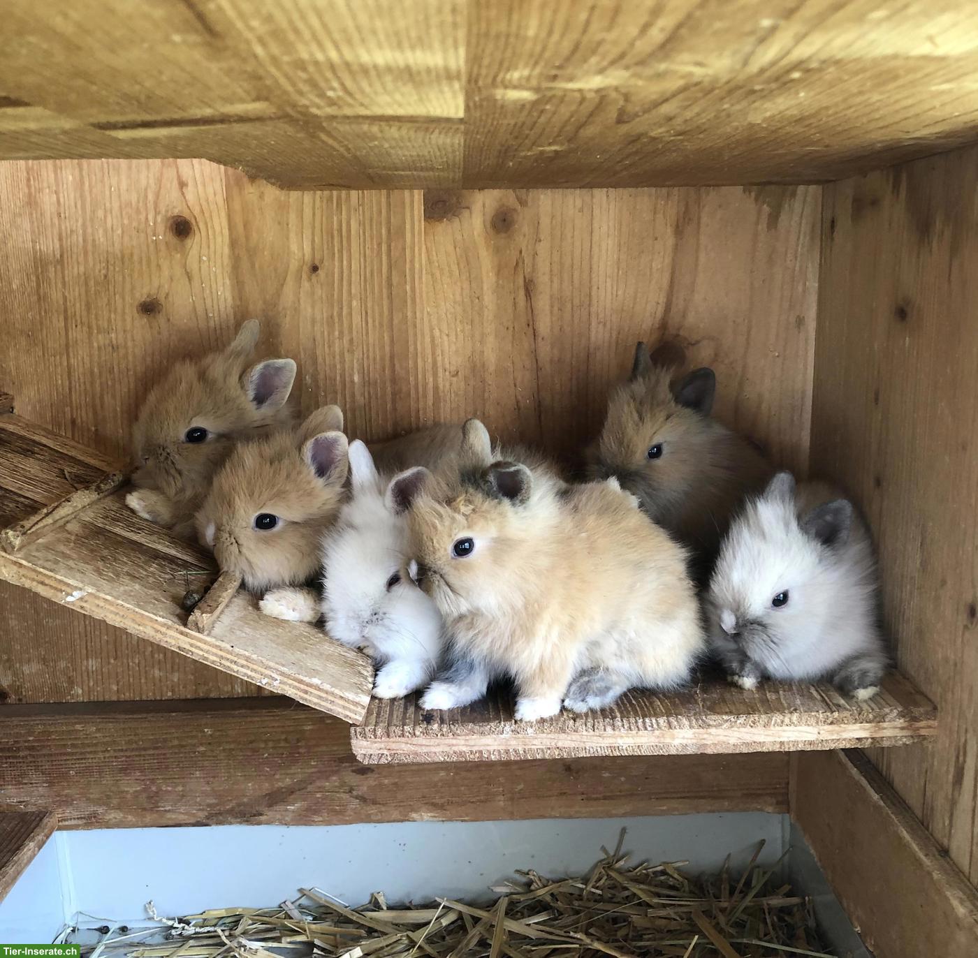 Junge süsse Löwenköpfchen Zwerghäsli aus Aussenhaltung