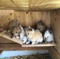 Junge süsse Löwenköpfchen Zwerghäsli aus Aussenhaltung