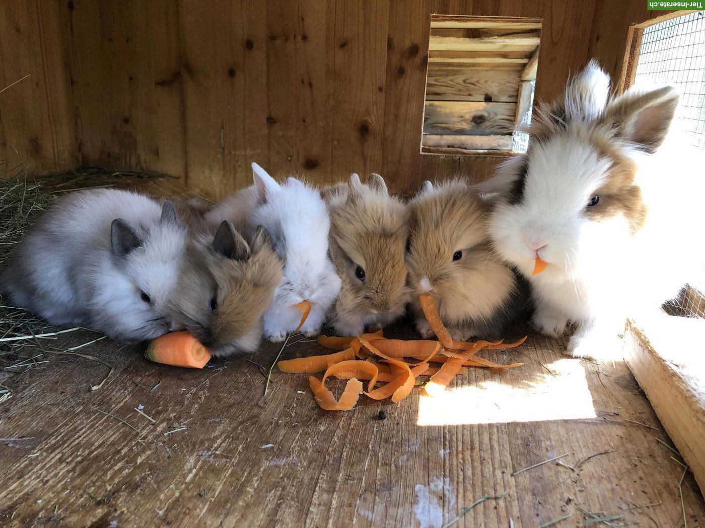 Bild 2: Junge süsse Löwenköpfchen Zwerghäsli aus Aussenhaltung