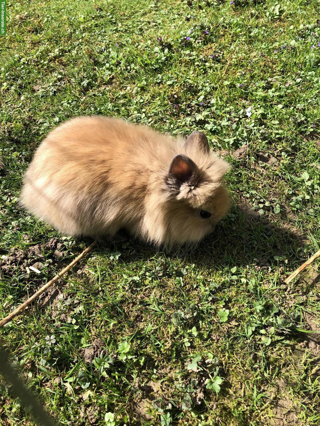 Bild 3: Junge süsse Löwenköpfchen Zwerghäsli aus Aussenhaltung