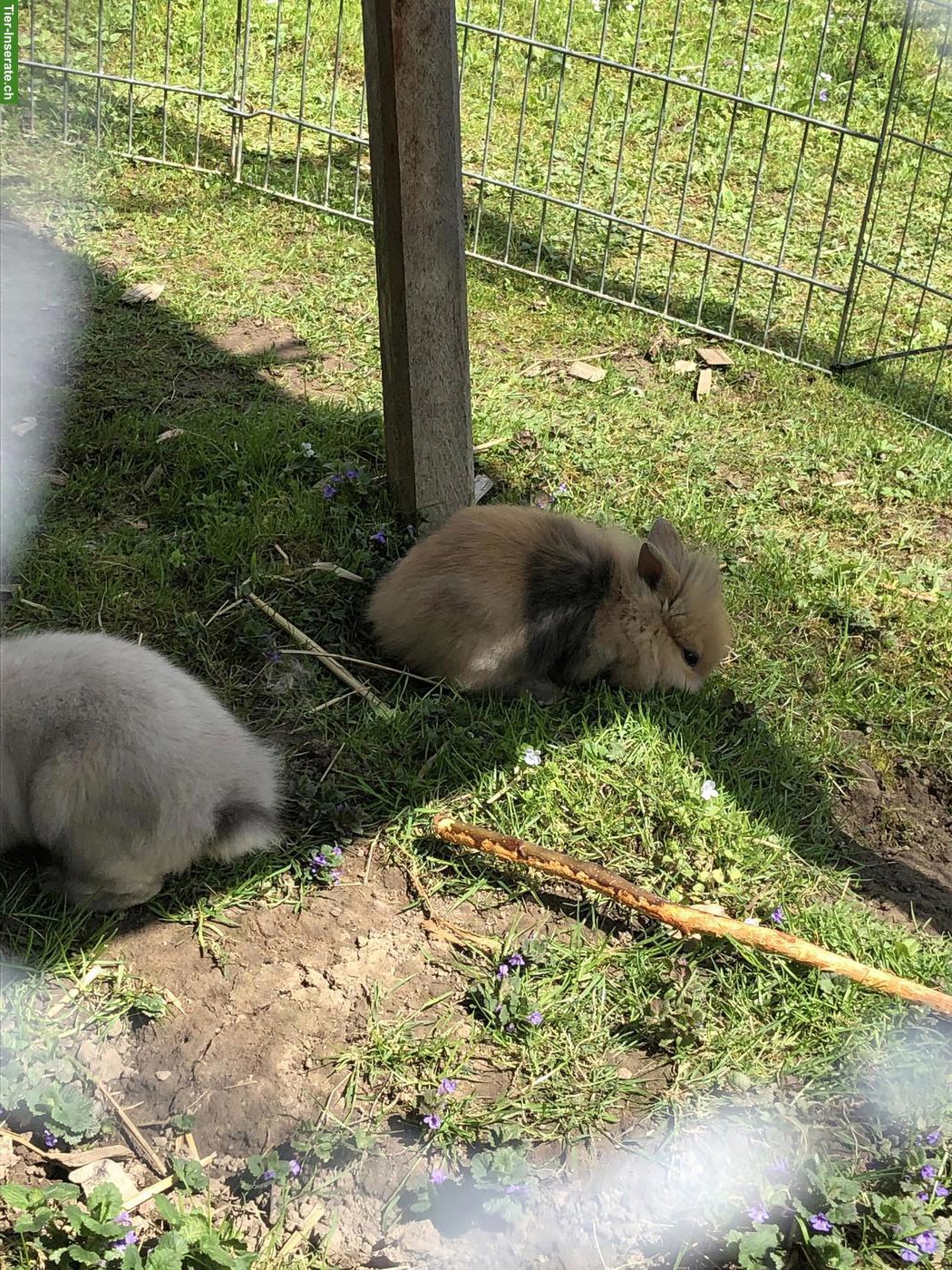Bild 4: Junge süsse Löwenköpfchen Zwerghäsli aus Aussenhaltung