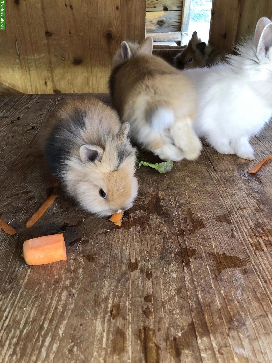 Bild 5: Junge süsse Löwenköpfchen Zwerghäsli aus Aussenhaltung