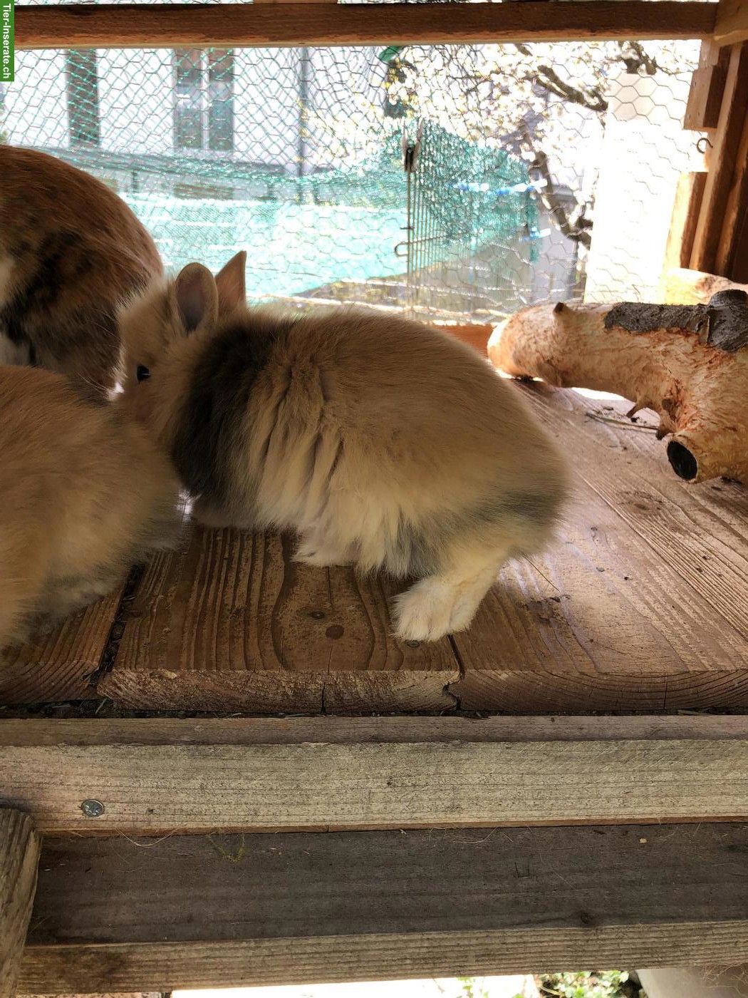 Bild 6: Junge süsse Löwenköpfchen Zwerghäsli aus Aussenhaltung