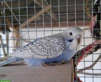 Herzige, junge Wellensittiche, März 2026