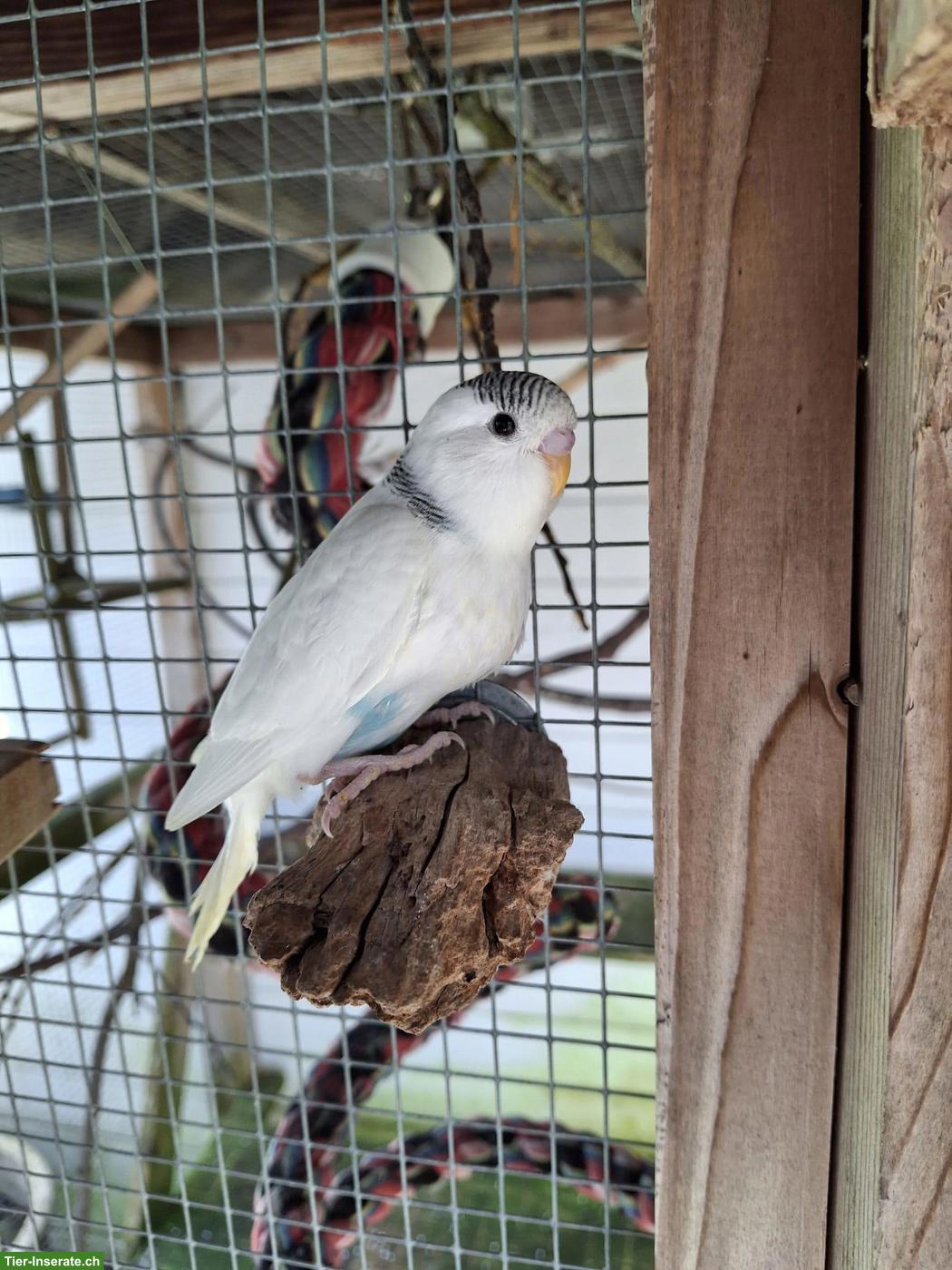 Bild 2: Herzige, junge Wellensittiche, März 2026