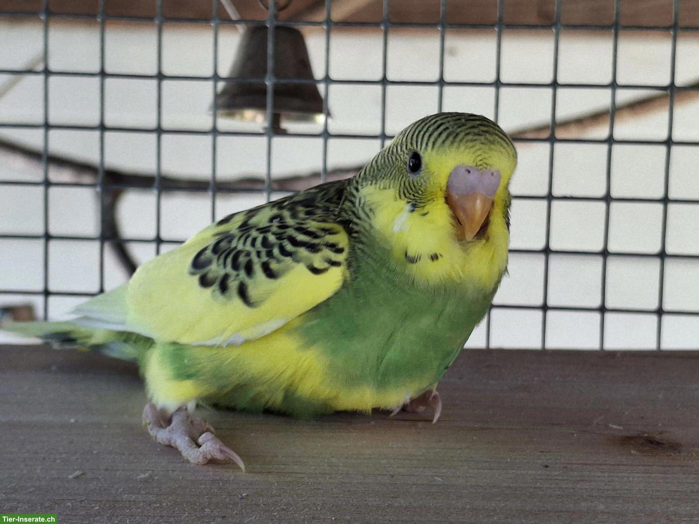 Bild 3: Herzige, junge Wellensittiche, März 2026