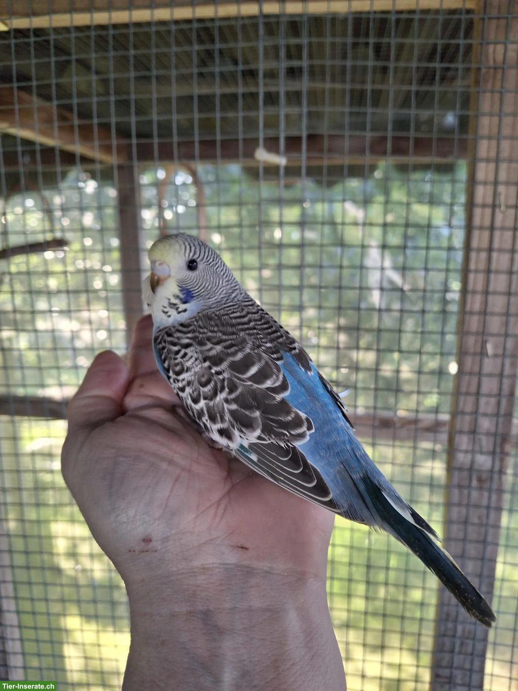 Bild 4: Herzige, junge Wellensittiche, März 2026