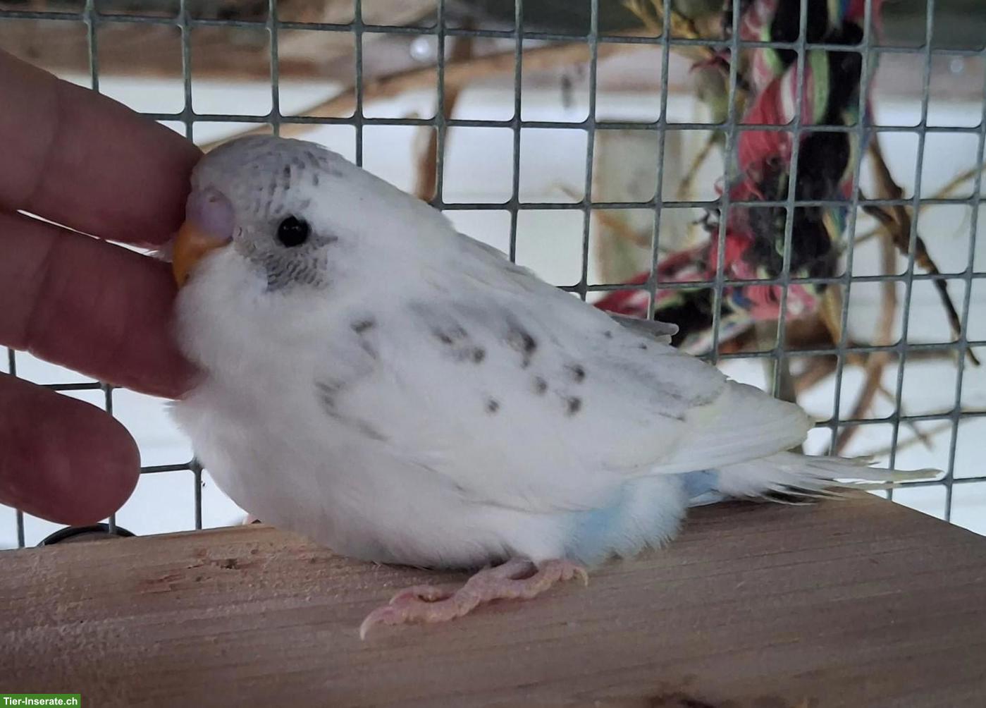 Bild 5: Herzige, junge Wellensittiche, März 2026