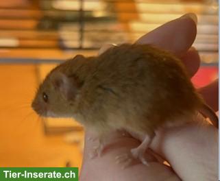 Mäuse / Zwergmäuse abzugeben