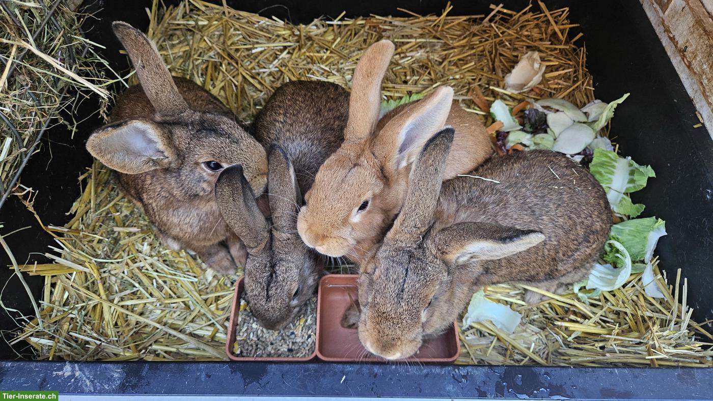 Junge Kaninchen, männlich abzugeben