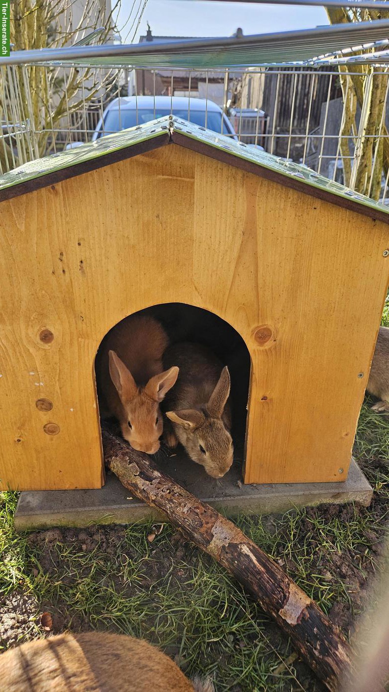 Bild 2: Junge Kaninchen, männlich abzugeben