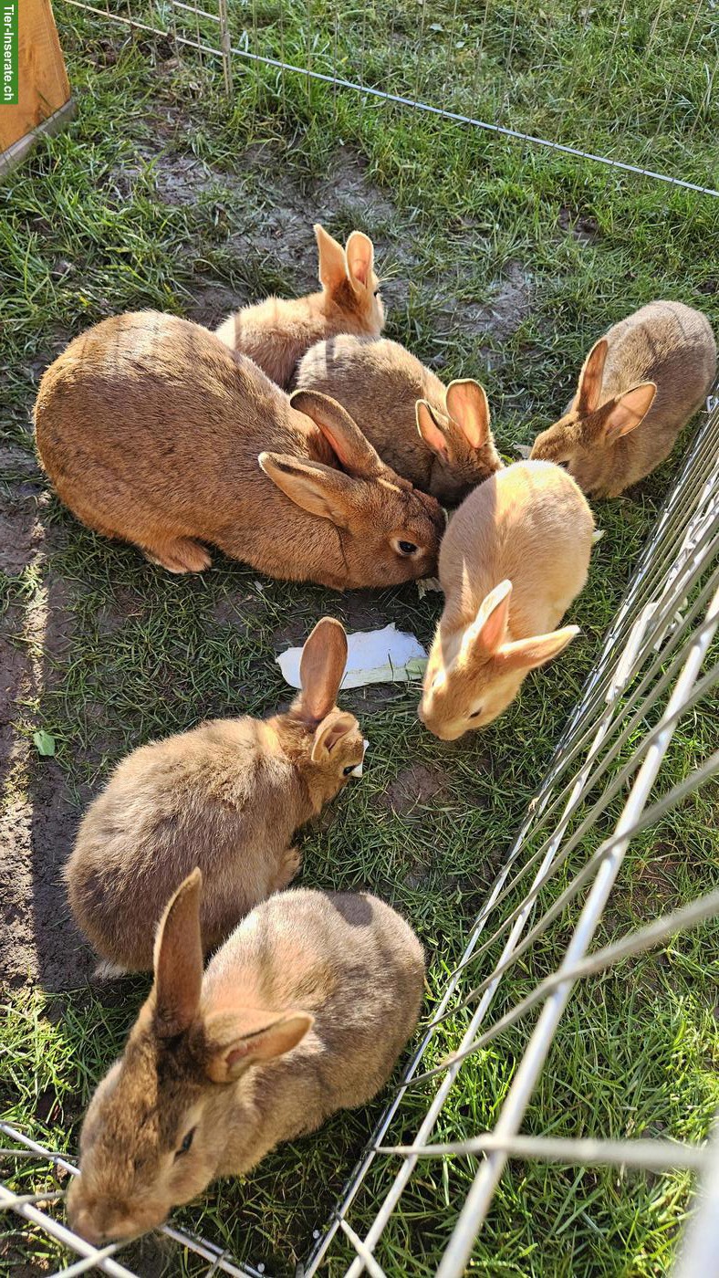 Bild 3: Junge Kaninchen, männlich abzugeben