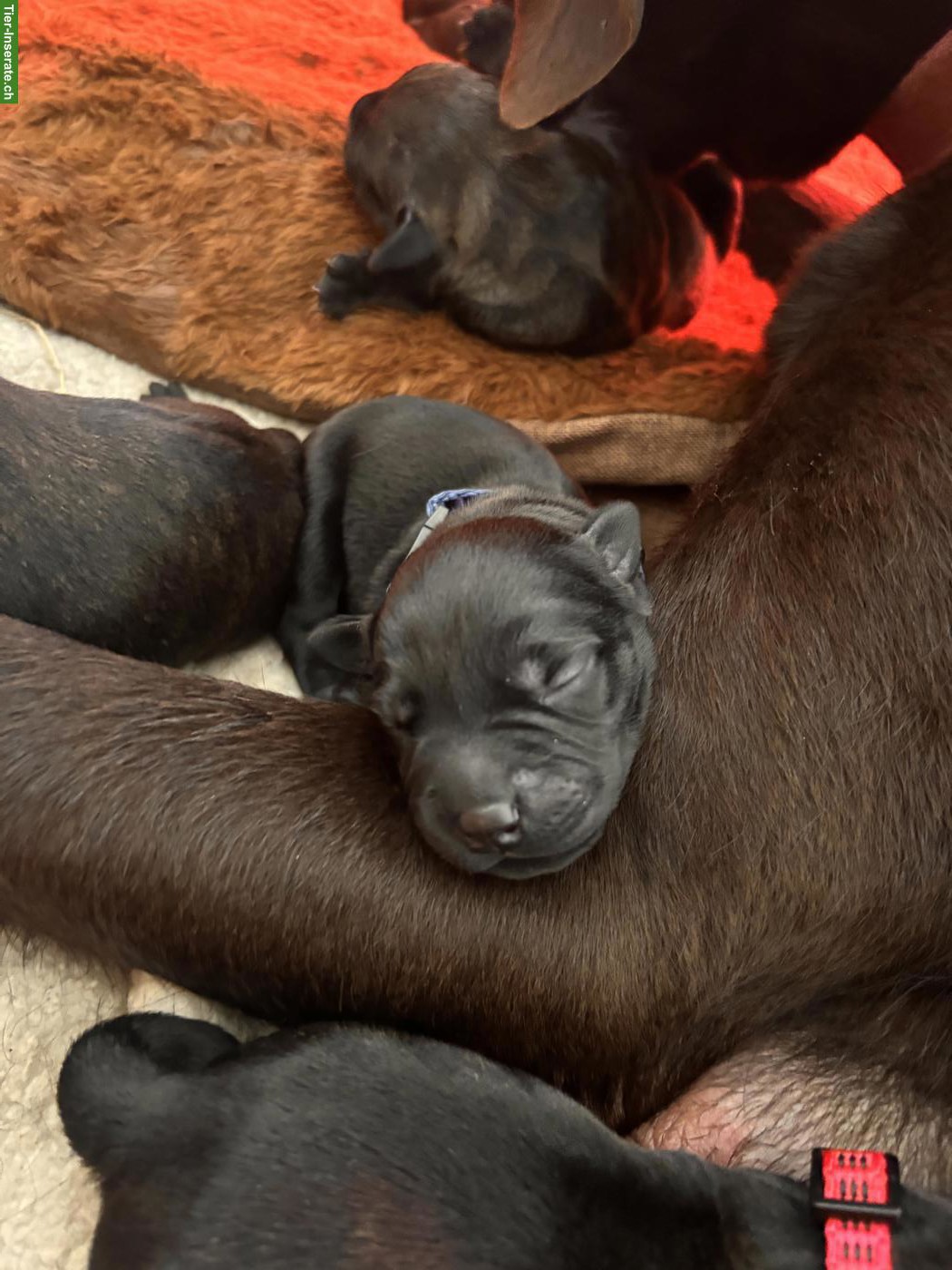 Labrador x Staffordshire Bullterrier Mix Welpen
