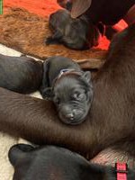 Labrador x Staffordshire Bullterrier Mix Welpen