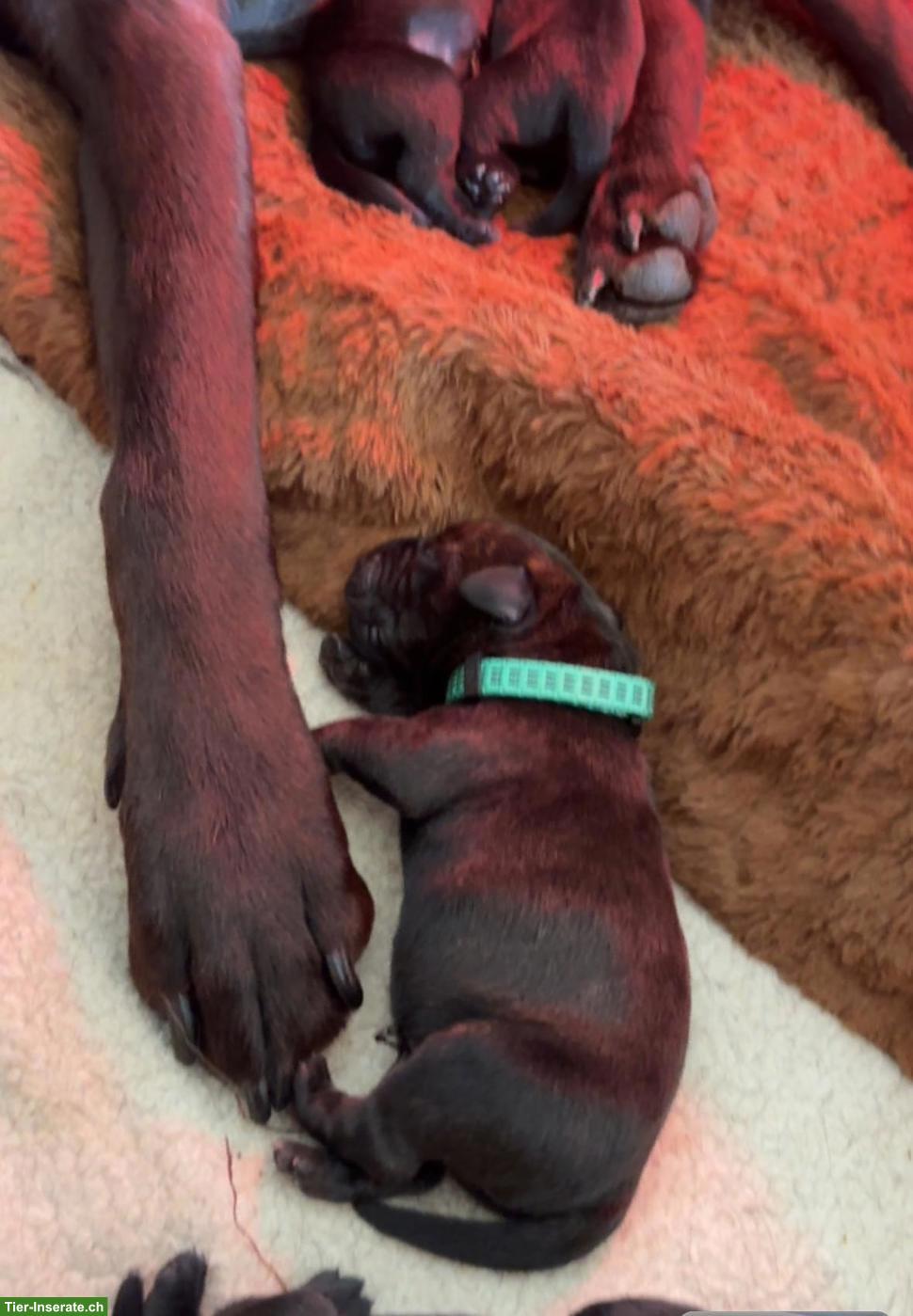 Bild 2: Labrador x Staffordshire Bullterrier Mix Welpen