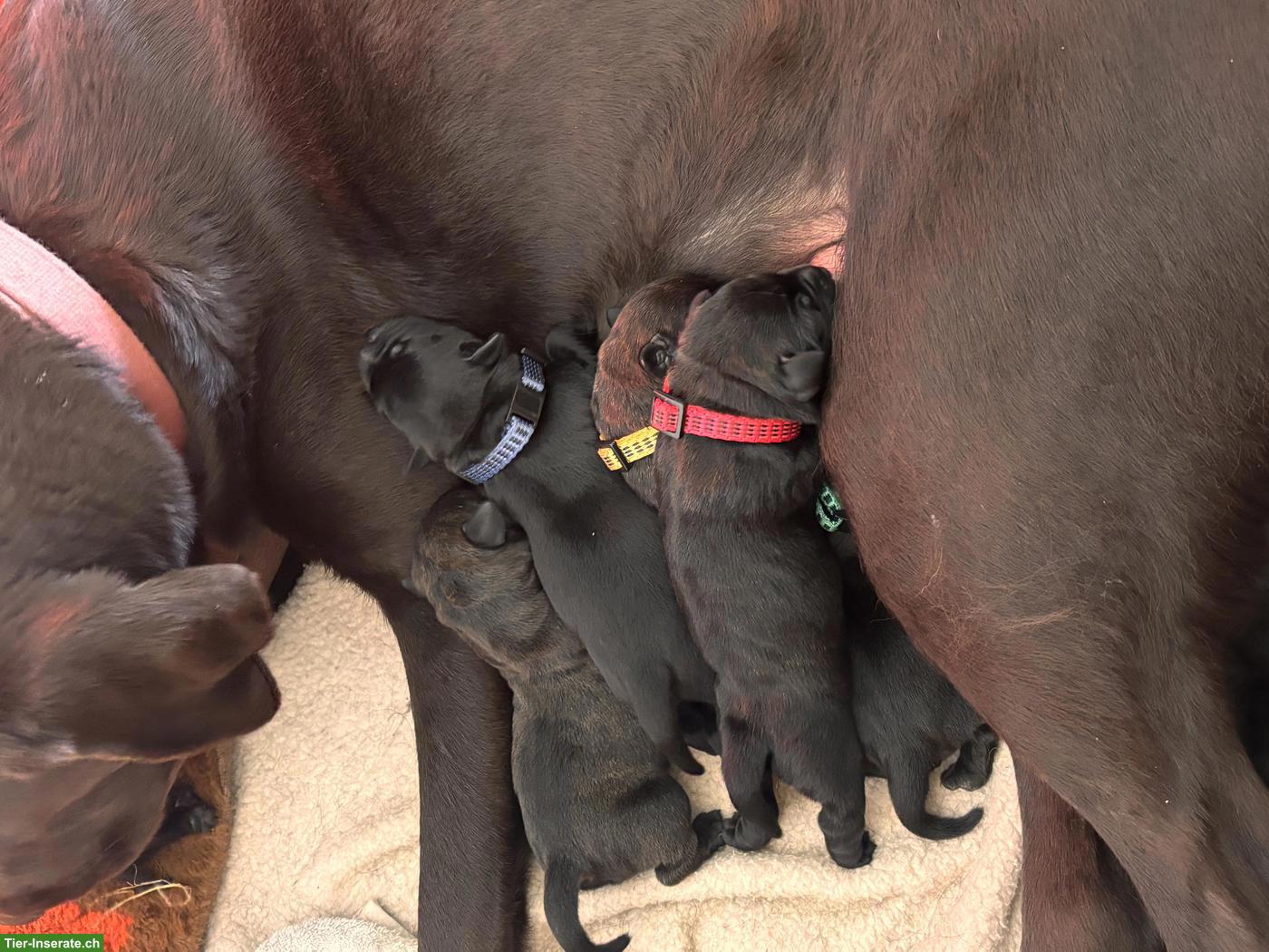 Bild 3: Labrador x Staffordshire Bullterrier Mix Welpen