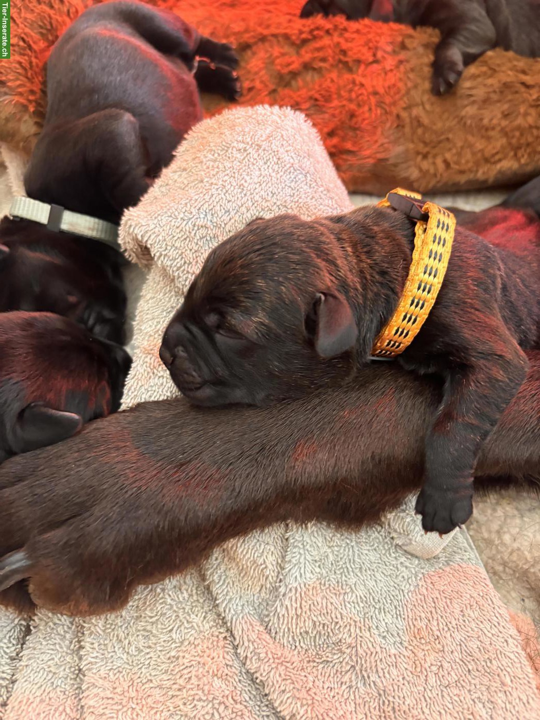 Bild 4: Labrador x Staffordshire Bullterrier Mix Welpen