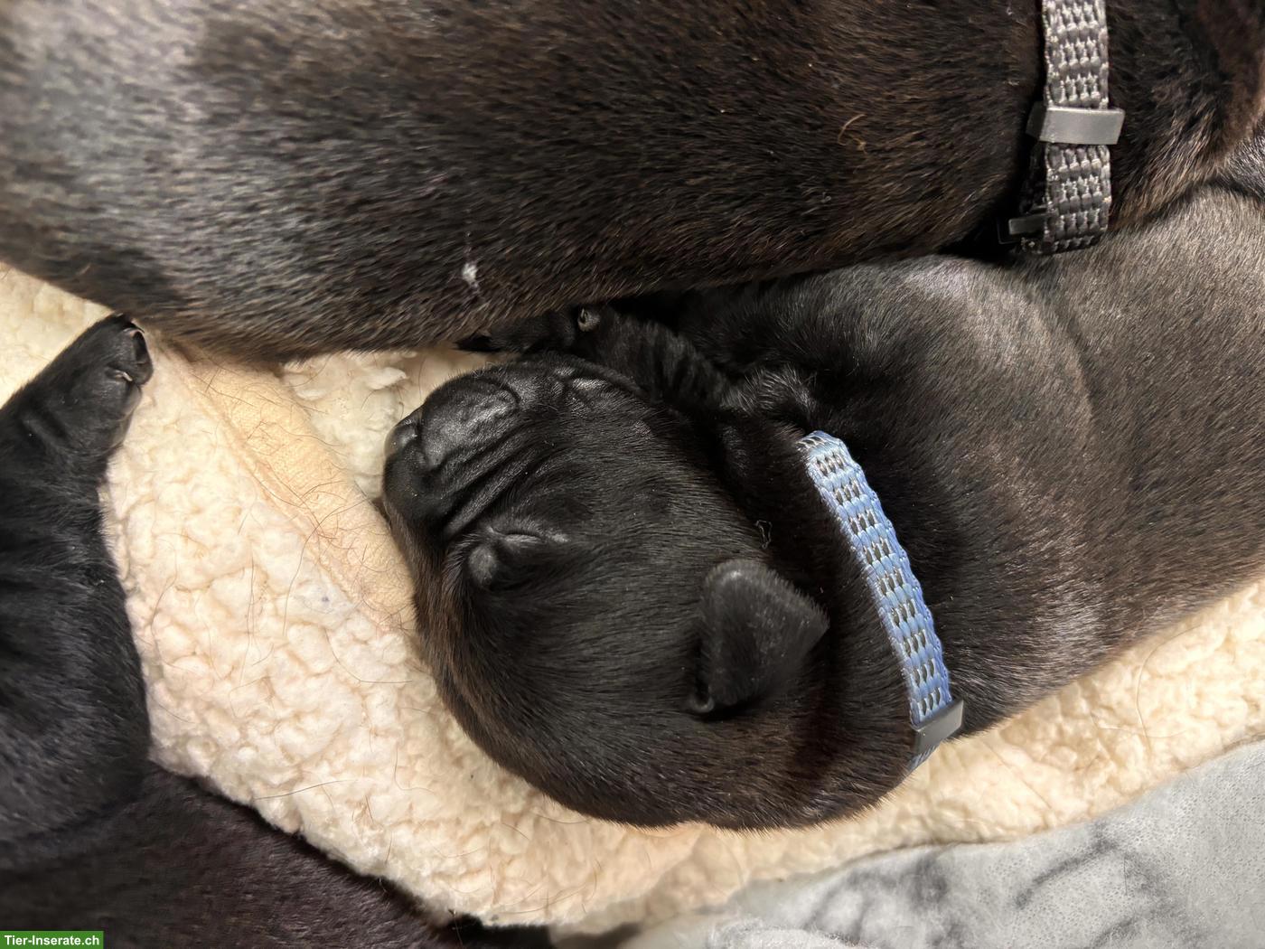 Bild 5: Labrador x Staffordshire Bullterrier Mix Welpen