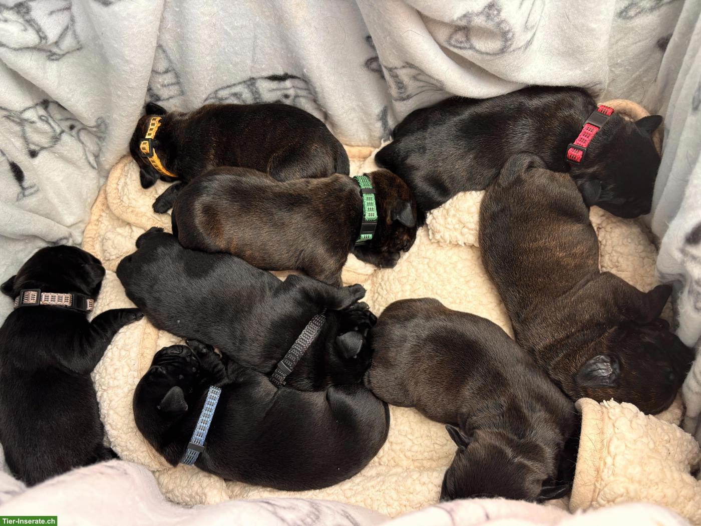 Bild 6: Labrador x Staffordshire Bullterrier Mix Welpen