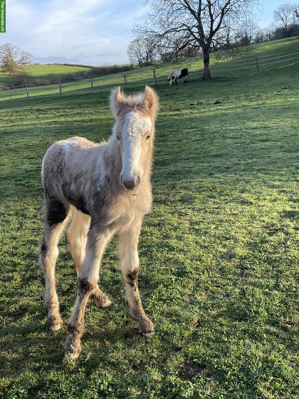 Irish Cob Stutfohlen in der Farbe Palomino