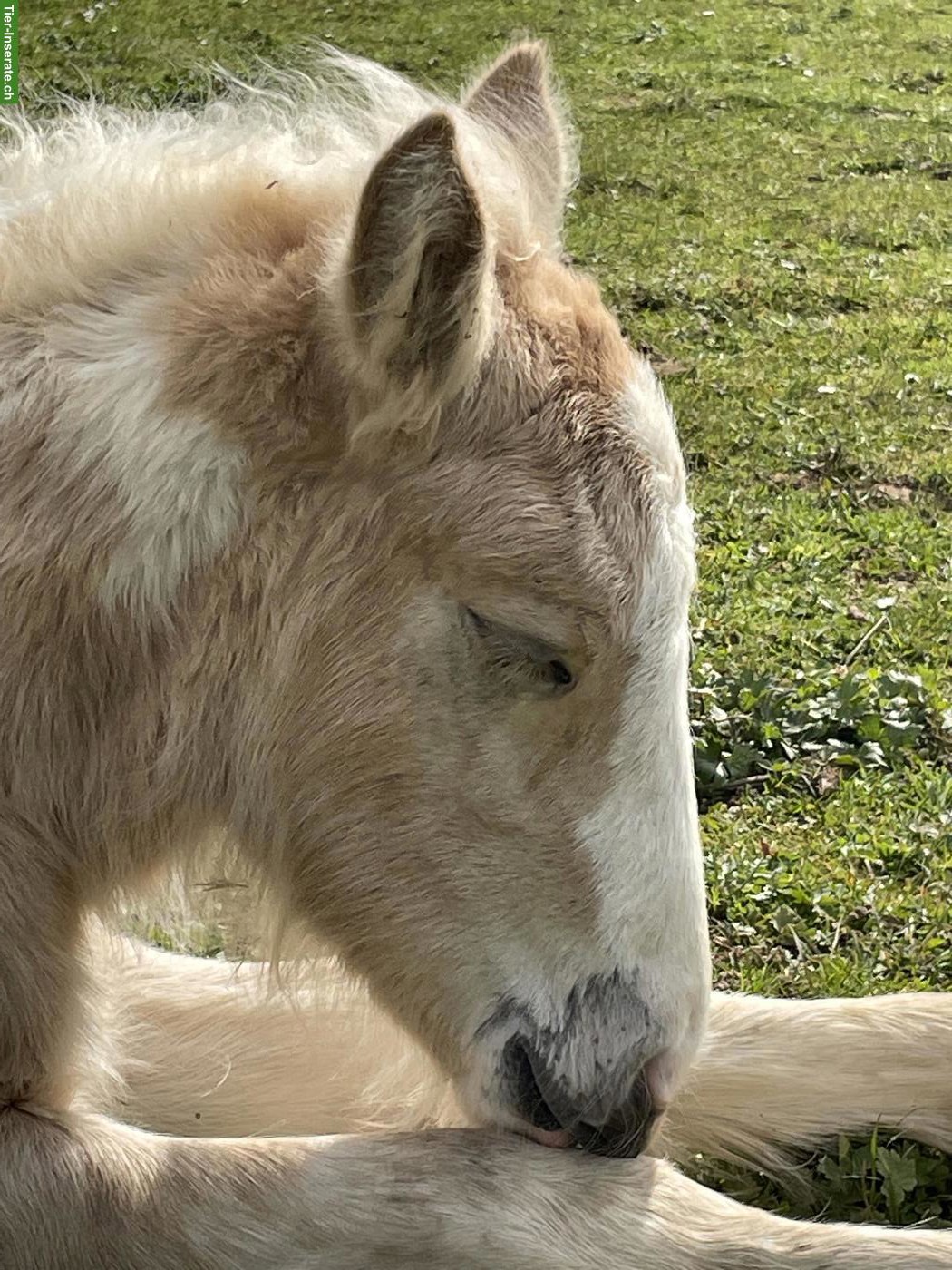 Bild 3: Irish Cob Stutfohlen in der Farbe Palomino