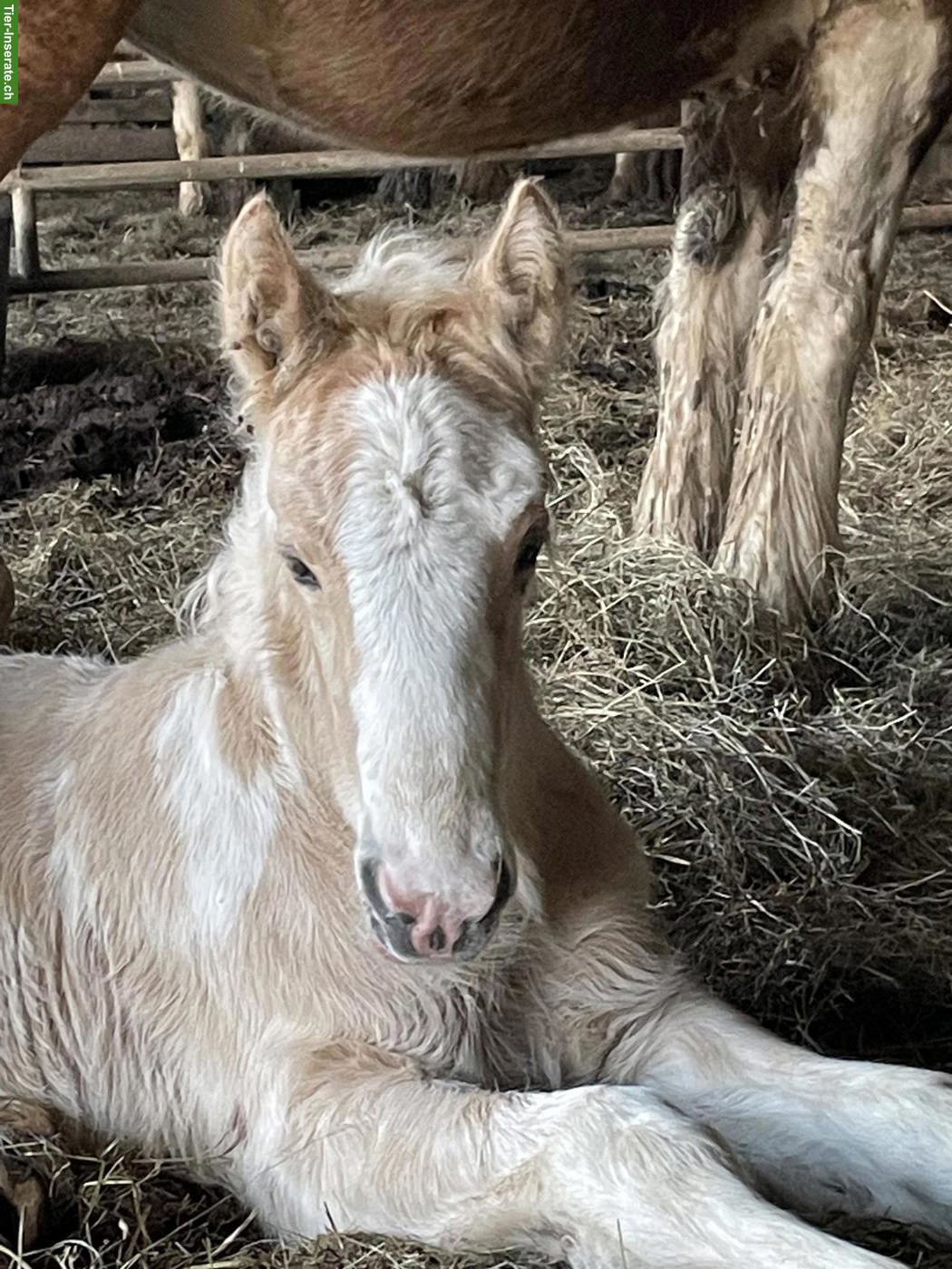 Bild 4: Irish Cob Stutfohlen in der Farbe Palomino