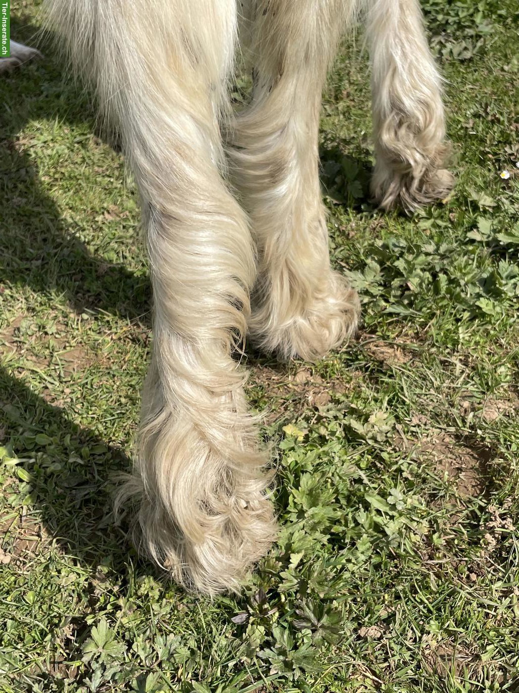 Bild 5: Irish Cob Stutfohlen in der Farbe Palomino