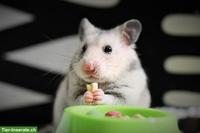 Biete Hamsterpflegeplatz