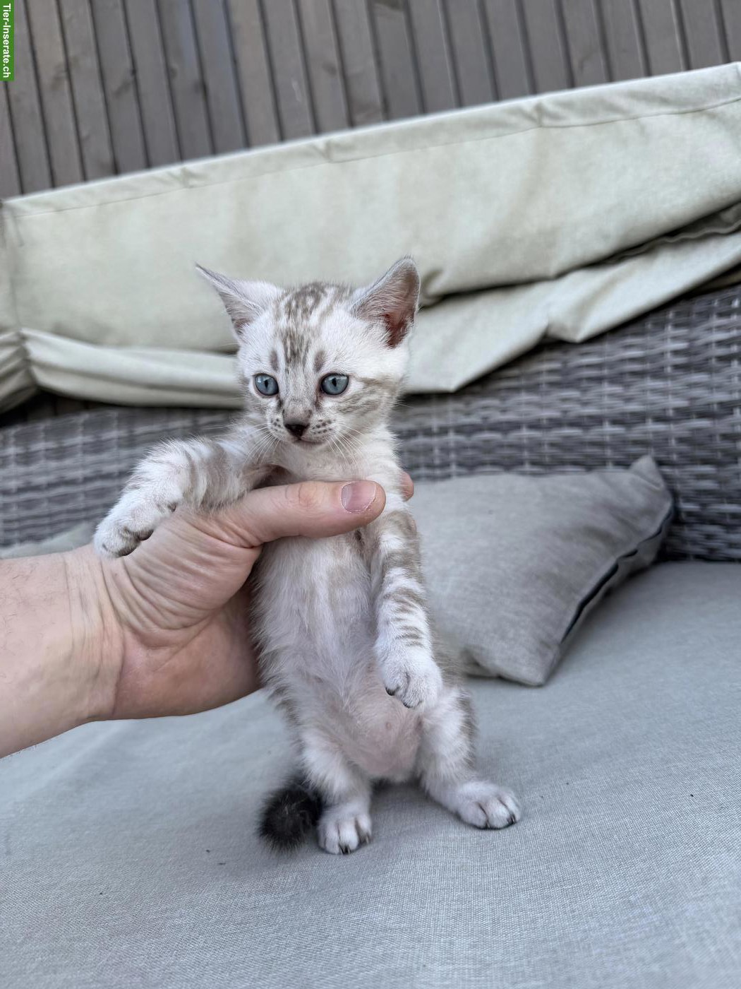 Wunderschöne Bengal Kitten mit Stammbaum