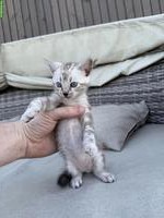 Wunderschöne Bengal Kitten mit Stammbaum