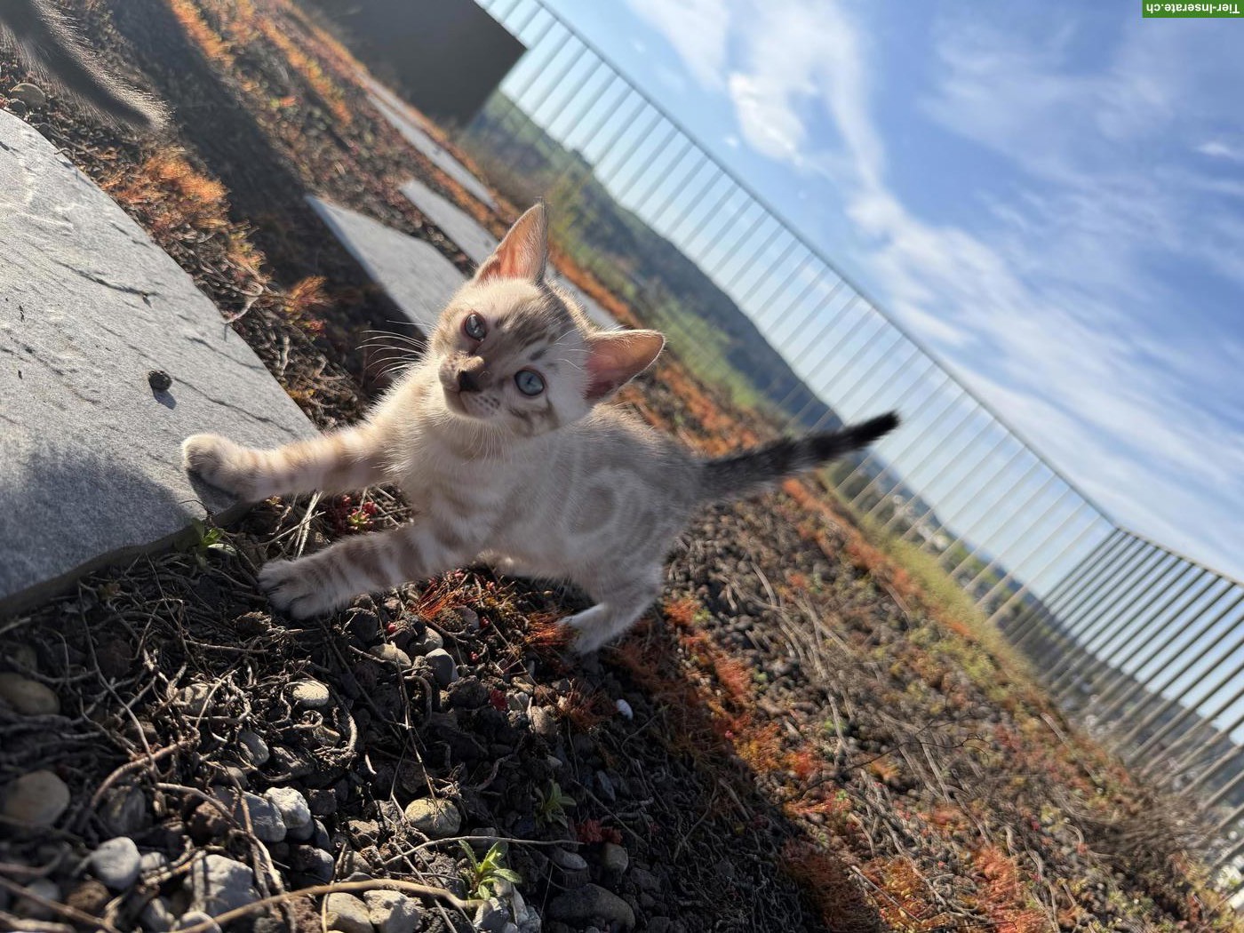 Bild 2: Wunderschöne Bengal Kitten mit Stammbaum