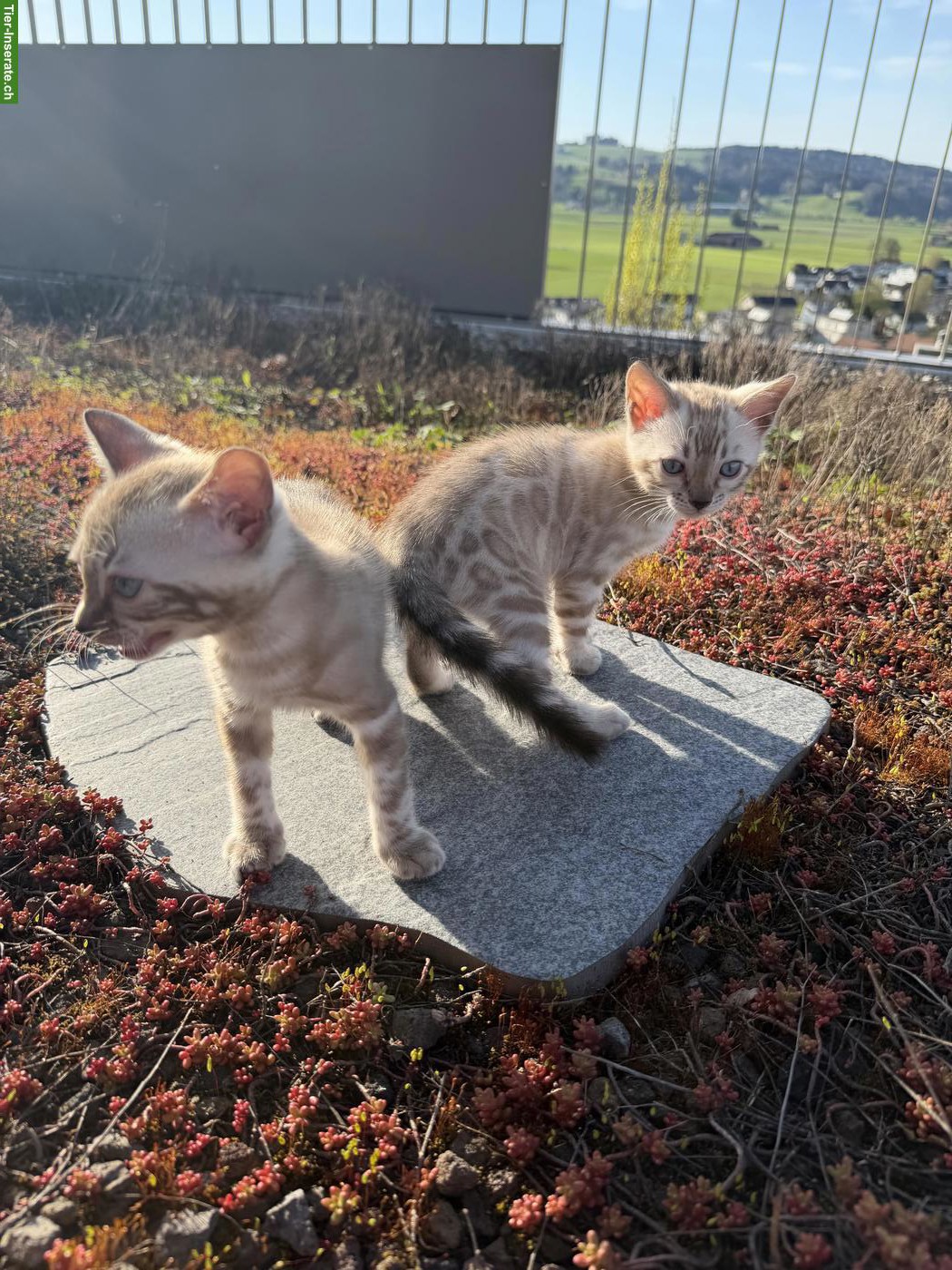 Bild 3: Wunderschöne Bengal Kitten mit Stammbaum