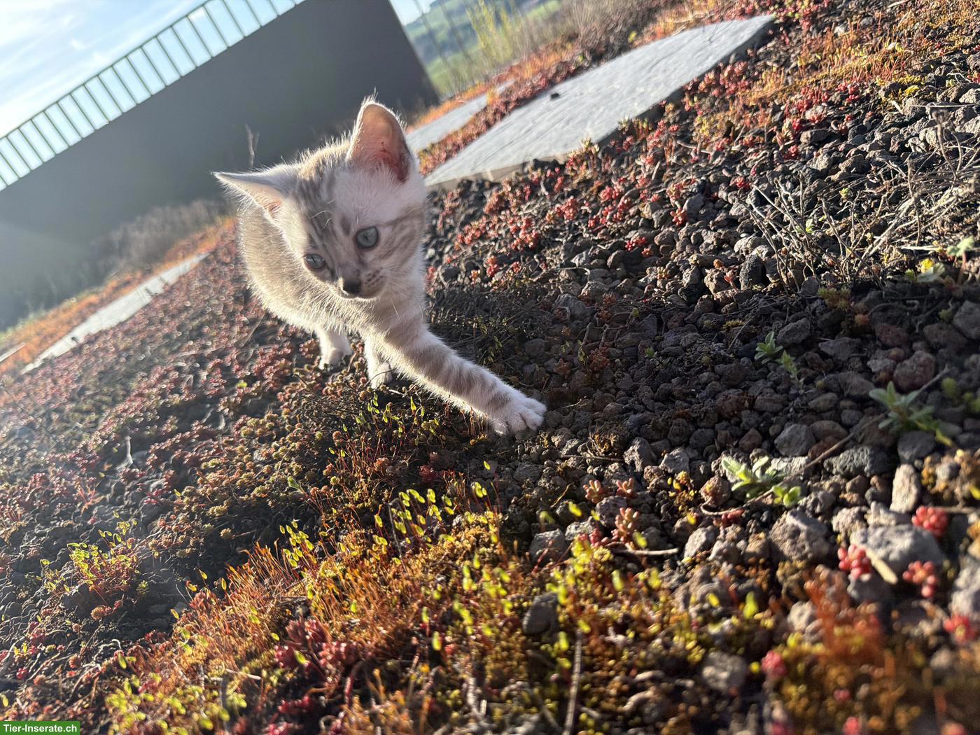 Bild 4: Wunderschöne Bengal Kitten mit Stammbaum