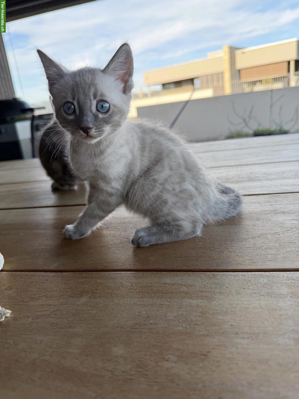 Bild 5: Wunderschöne Bengal Kitten mit Stammbaum