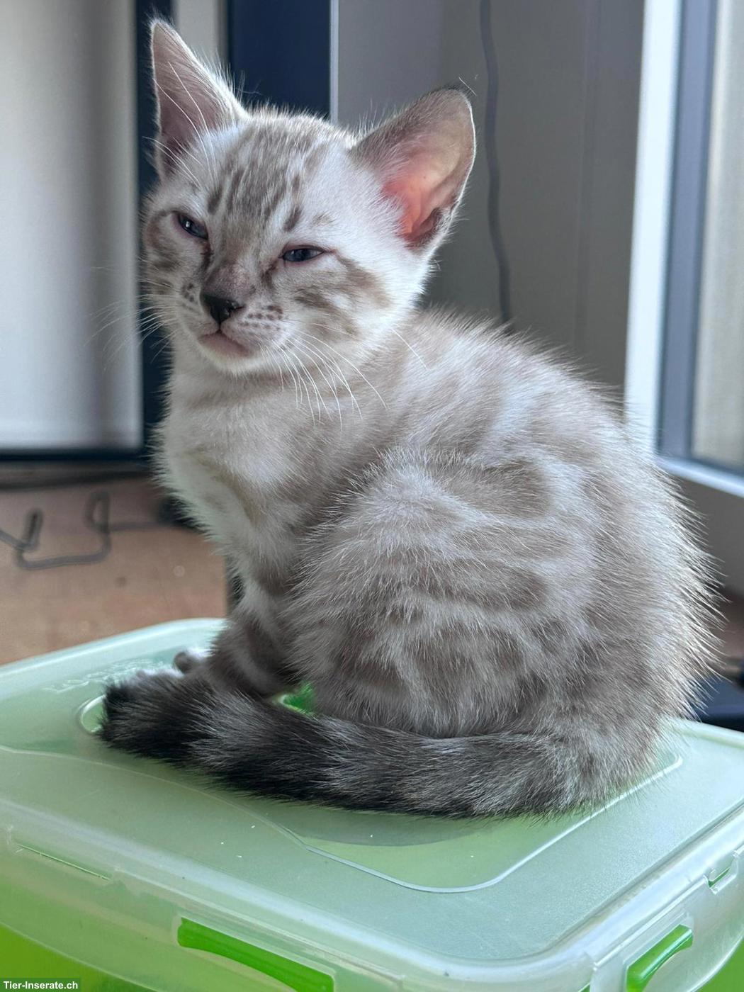 Bild 6: Wunderschöne Bengal Kitten mit Stammbaum