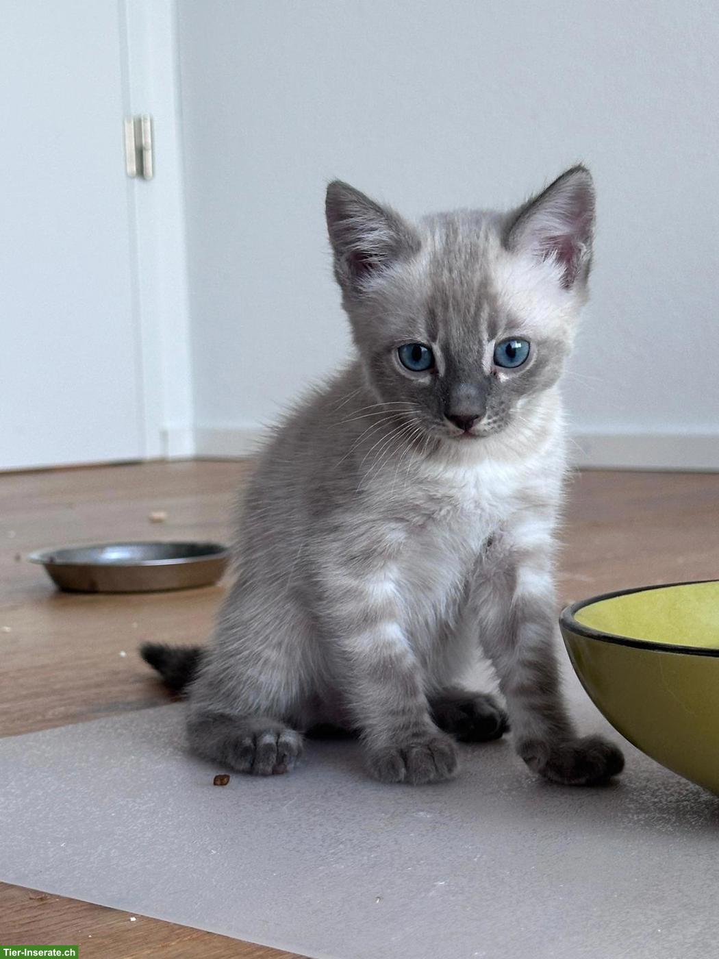 Bild 7: Wunderschöne Bengal Kitten mit Stammbaum