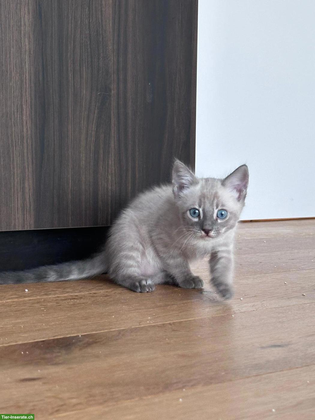 Bild 8: Wunderschöne Bengal Kitten mit Stammbaum